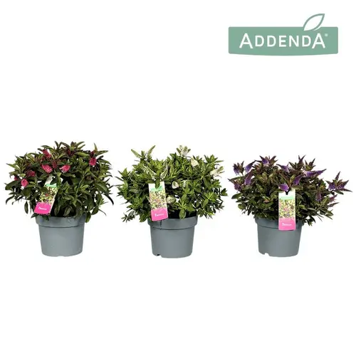 Hebe mix Addenda T19 H035