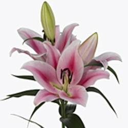 Lilie orientalisch rosa Frontera 5+Blüte 80cm
