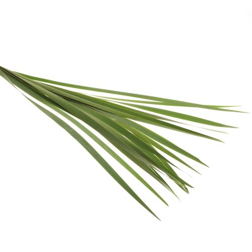 Typha Blatt grün 90cm
