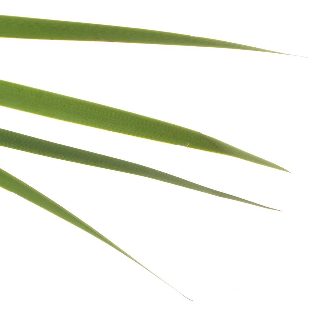 Typha Blatt grün 90cm