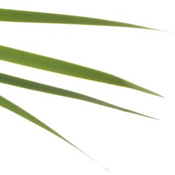 Typha Blatt grün 90cm