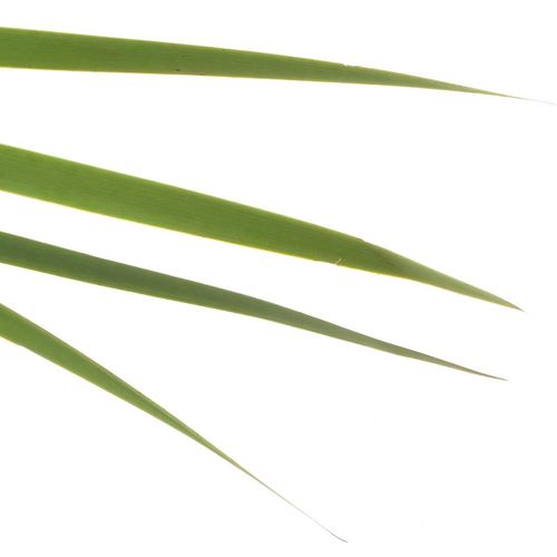 Typha Blatt grün 90cm