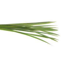 Typha Blatt grün 90cm