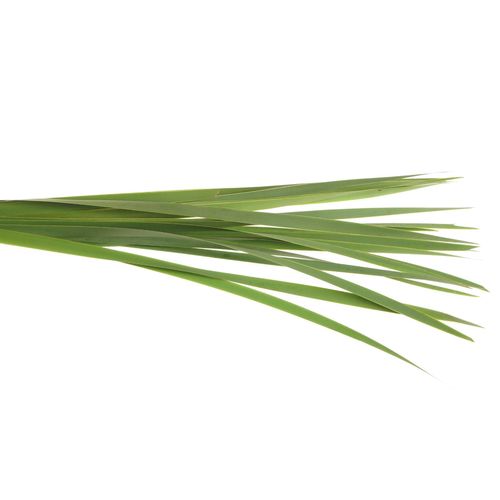 Typha Blatt grün 90cm