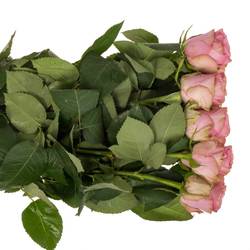 Rose rosa Renaissance 70cm