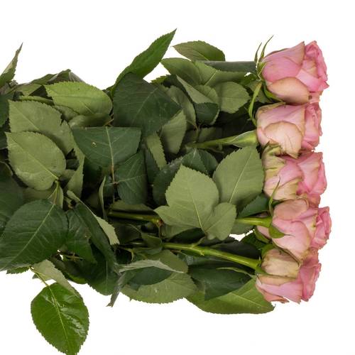 Rose rosa Renaissance 70cm