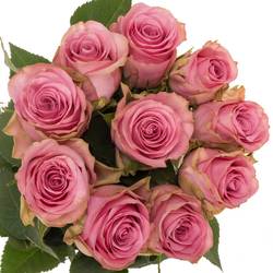 Rose rosa Renaissance 70cm