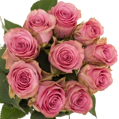 Rose rosa Renaissance 70cm