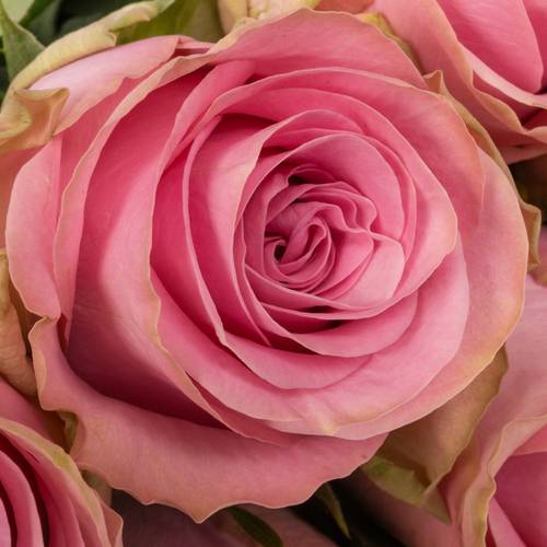 Rose rosa Renaissance 70cm