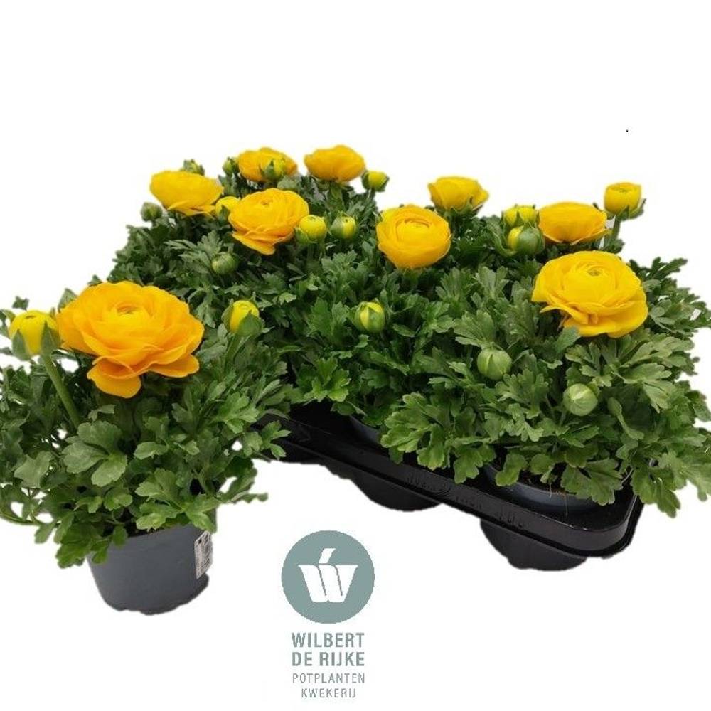 Ranunkel gelb T12 H022