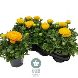 Ranunkel gelb T12 H022