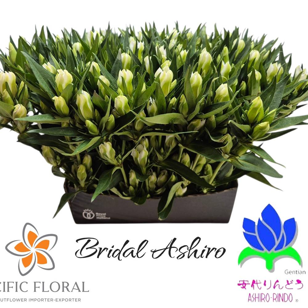 Enzian weiss Bridal Ashiro 40cm