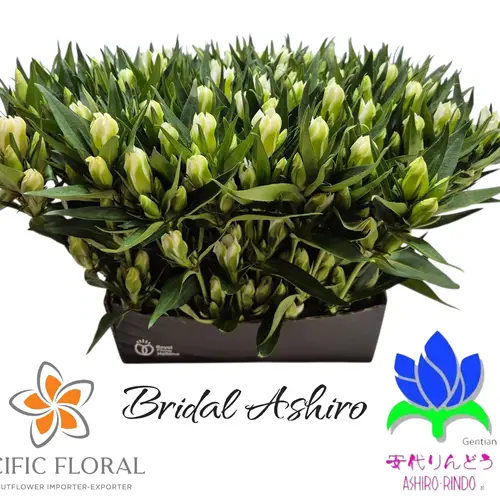 Enzian weiss Bridal Ashiro 40cm