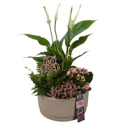 Spath.Arr PTHI5579 Herbst T19 H038