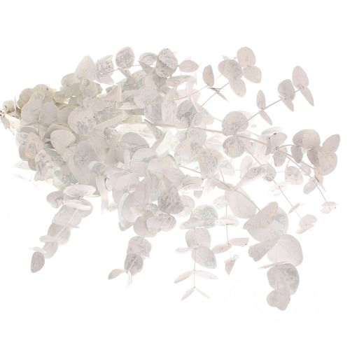 Populus weiss gefärbt 200 Gramm 70cm