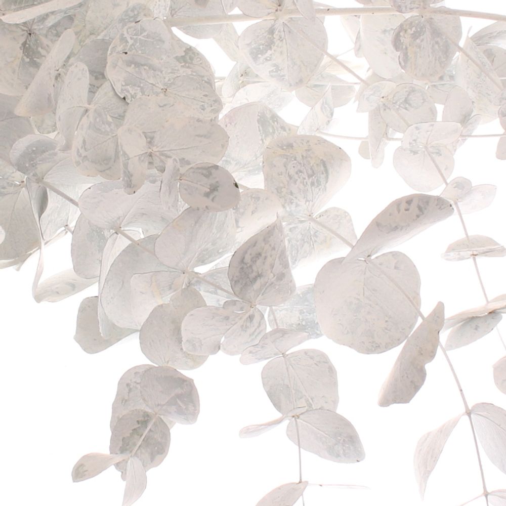 Populus weiss gefärbt 200 Gramm 70cm