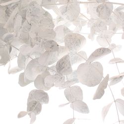 Populus weiss gefärbt 200 Gramm 70cm