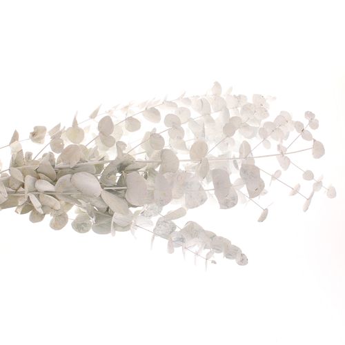 Populus weiss gefärbt 200 Gramm 70cm