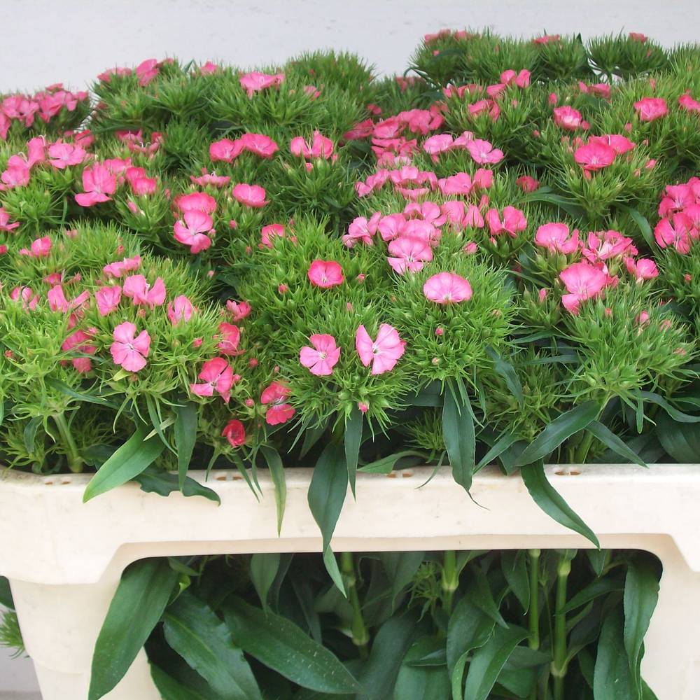 Bartnelke rosa Barbarella Zalmroze 70cm