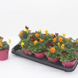 Hornveilchen mix Madrid T12 H015