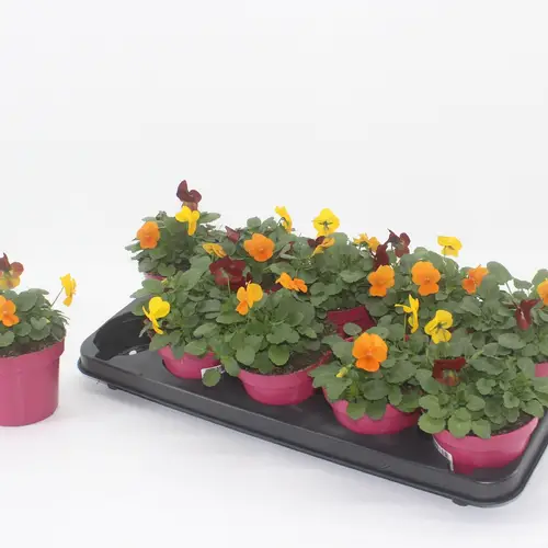 Hornveilchen mix Madrid T12 H015