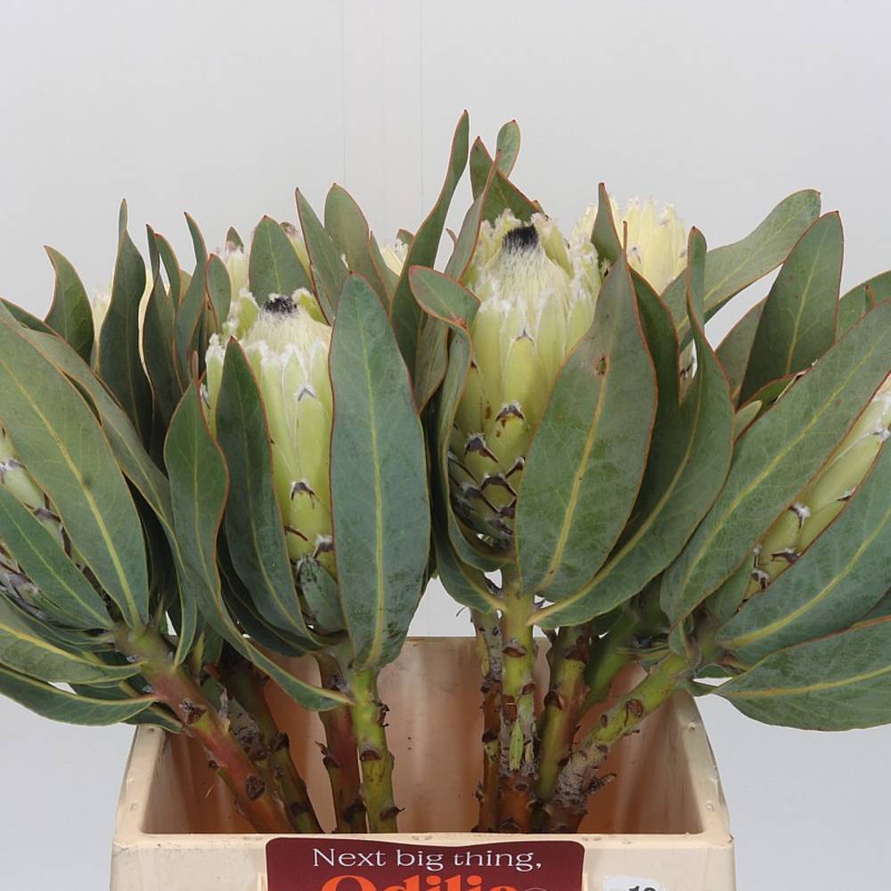 Protea creme Barbigera Polar Princess 40cm