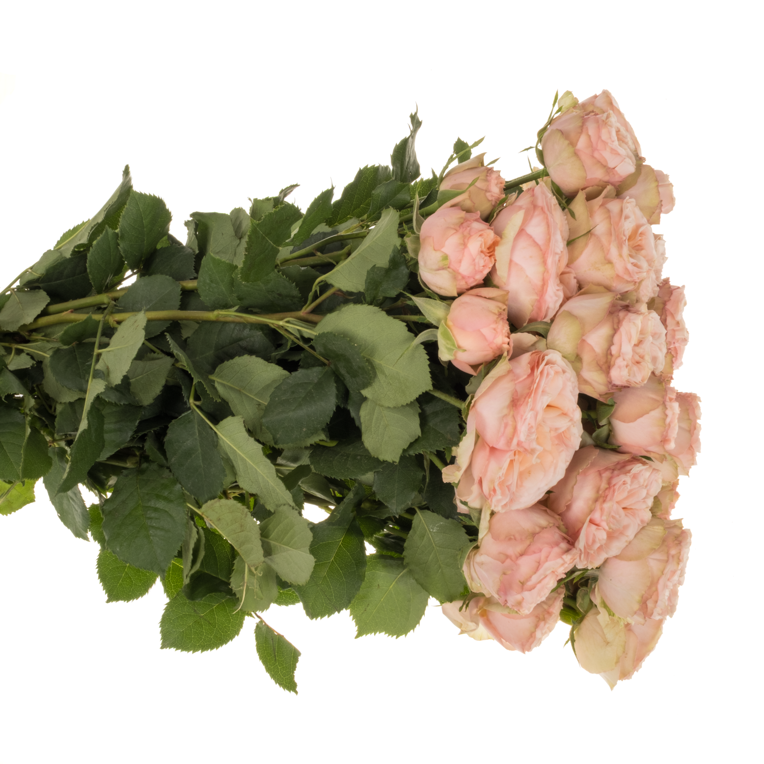 Rose verzweigt apricot Gentle Trendsetter 50cm