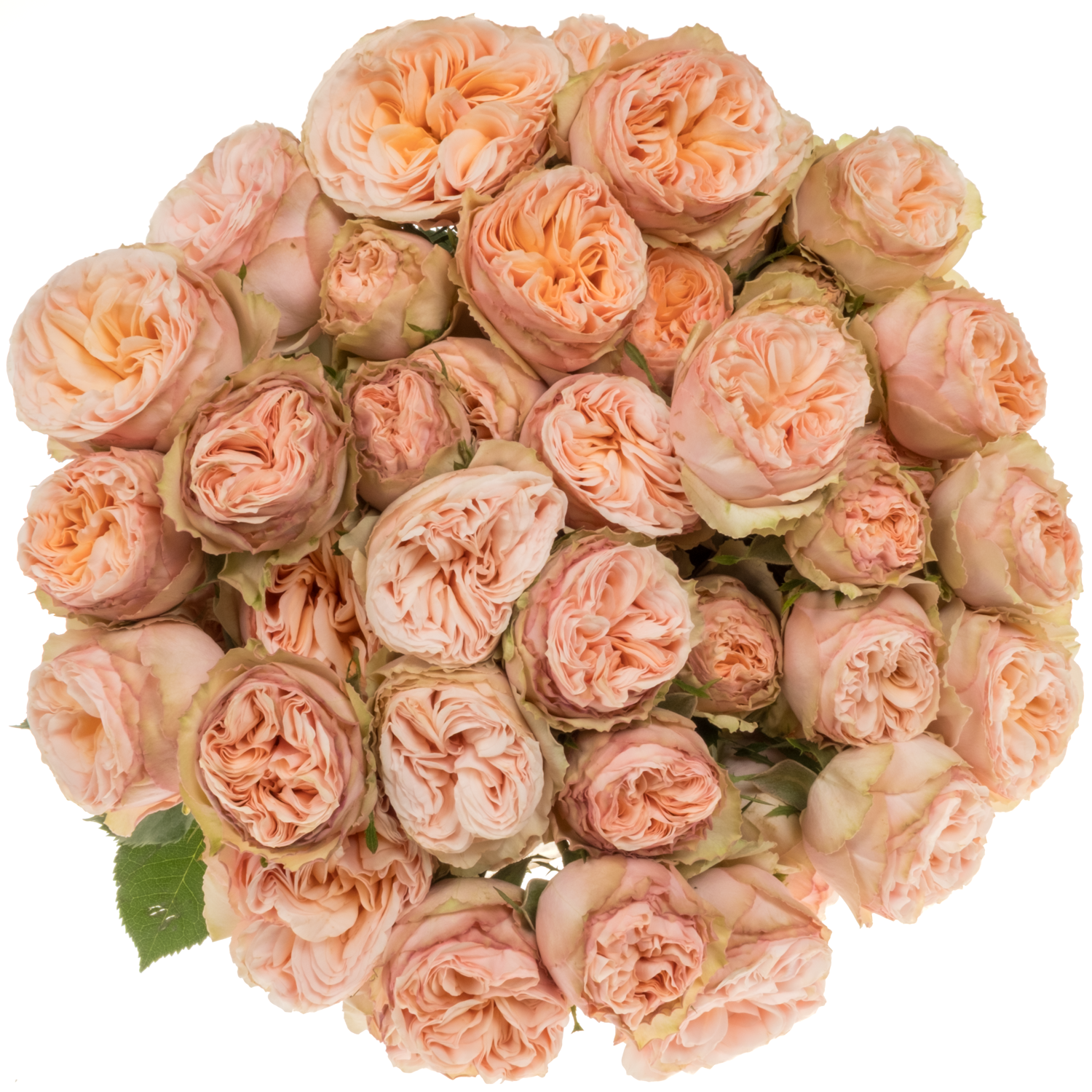 Rose verzweigt apricot Gentle Trendsetter 50cm