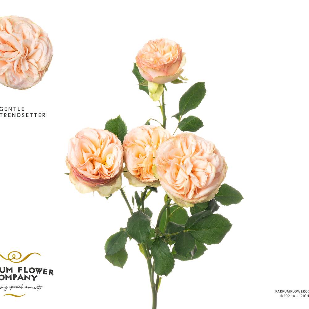 Rose verzweigt apricot Gentle Trendsetter 50cm