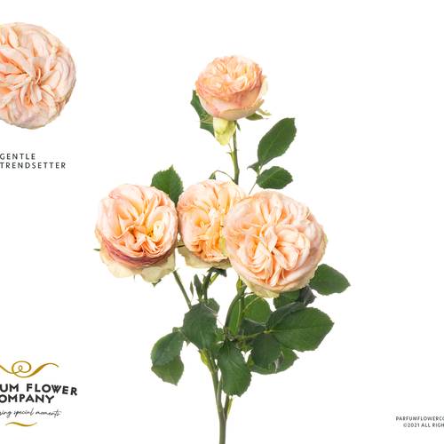 Rose verzweigt apricot Gentle Trendsetter 50cm