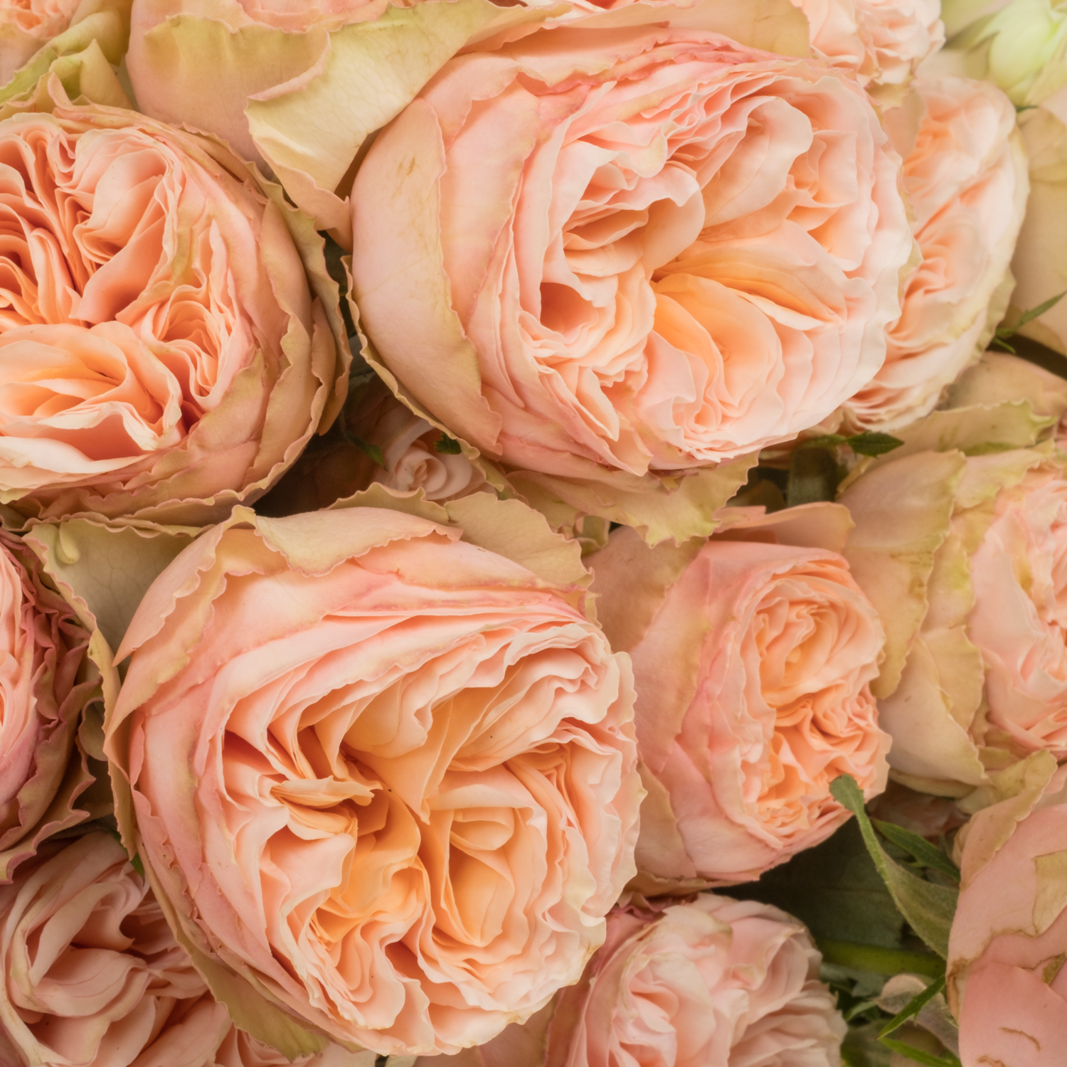Rose verzweigt apricot Gentle Trendsetter 50cm