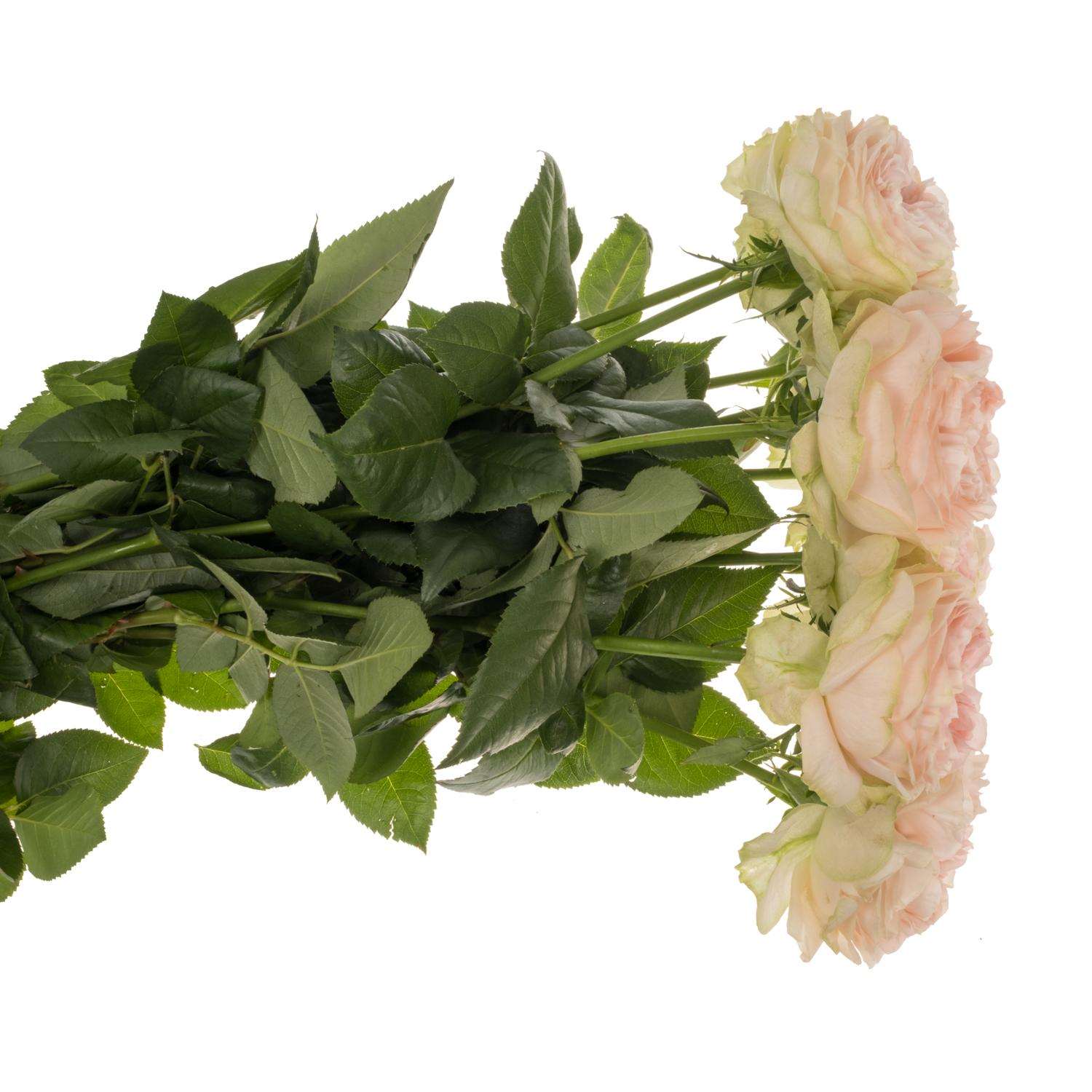 Rose hell rosa/creme Cuddle gefüllt 50cm