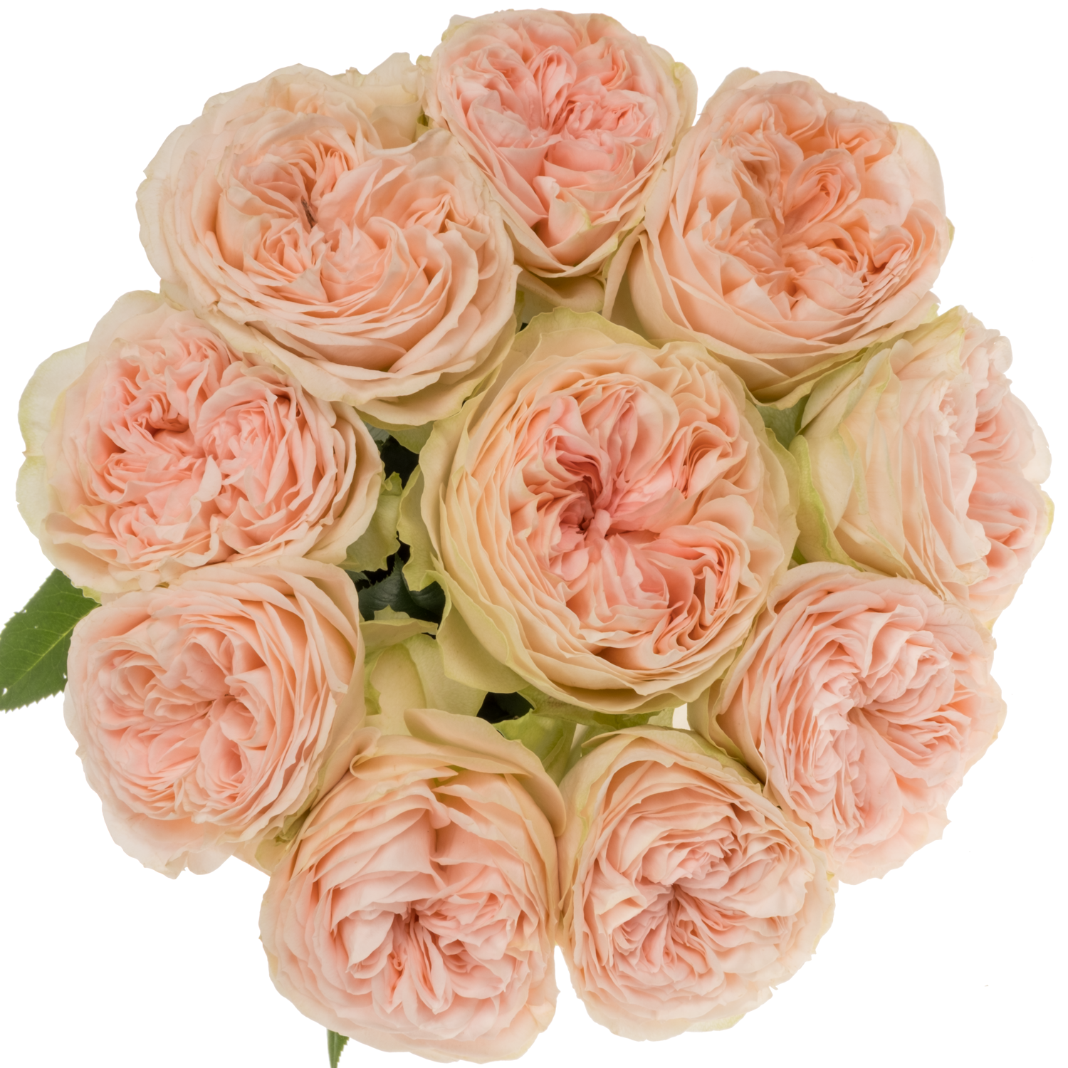 Rose hell rosa/creme Cuddle gefüllt 50cm