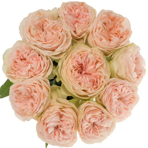 Rose hell rosa/creme Cuddle gefüllt 50cm