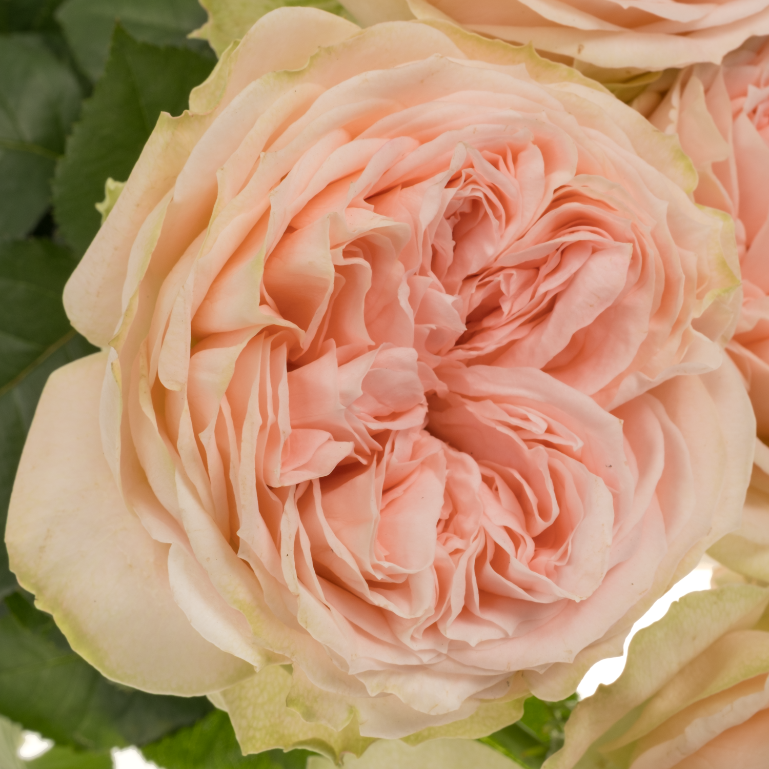 Rose hell rosa/creme Cuddle gefüllt 50cm