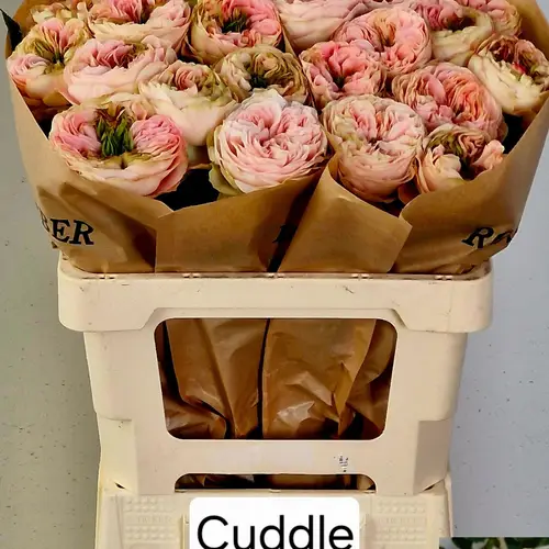 Rose hell rosa/creme Cuddle gefüllt 50cm