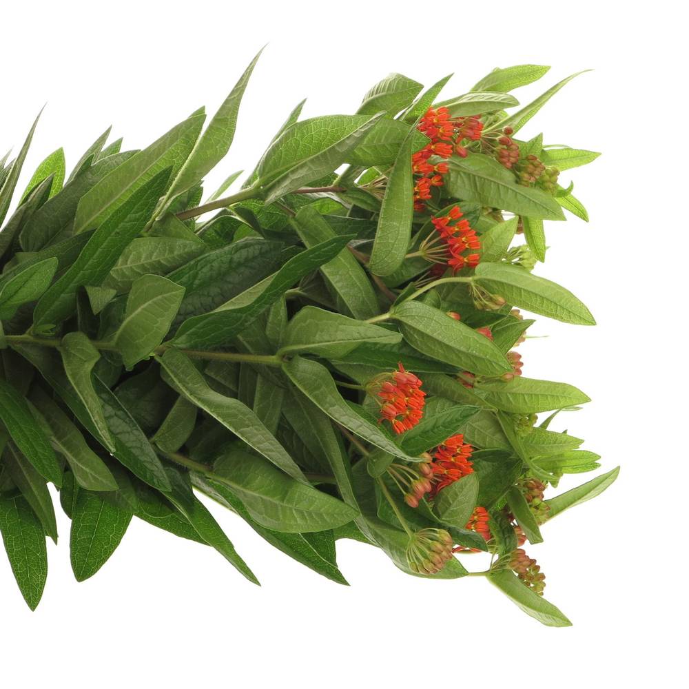 Aesclepia dunkel orange Red Beauty 60cm