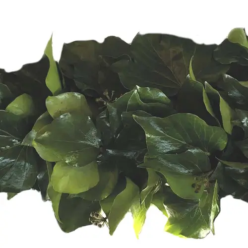 Girlande Hedera rund gebunden 1 Meter