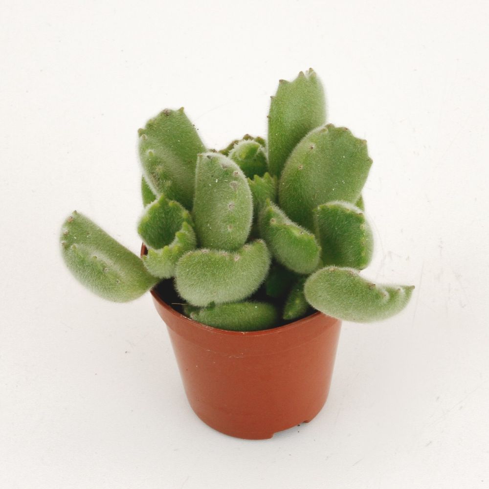 Cotyledon Ladismithiensis Tanz T05,5 H10