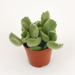 Cotyledon Ladismithiensis Tanz T05,5 H10