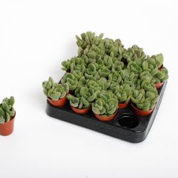 Cotyledon Ladismithiensis Tanz T05,5 H10