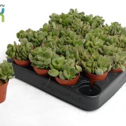 Cotyledon Ladismithiensis Tanz T05,5 H10