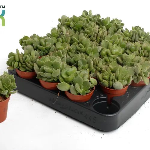 Cotyledon Ladismithiensis Tanz T05,5 H10