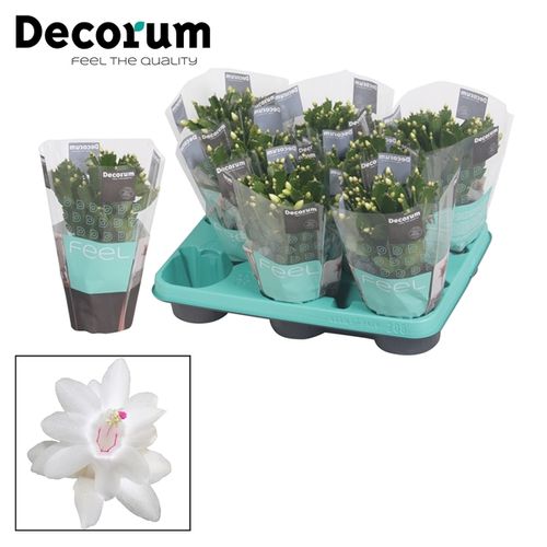 Schlumbergera weiss T10,5 H020