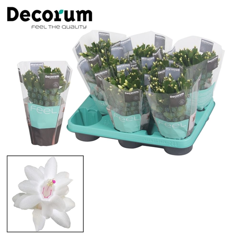 Schlumbergera weiss T10,5 H020