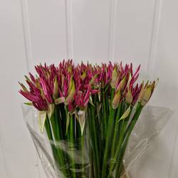 Nerine fuchsia Favourite 75cm