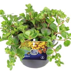 Sedum Makinoi T13 H20
