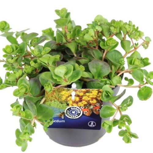 Sedum Makinoi T13 H20