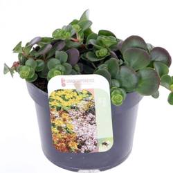 Sedum dunkel grün Makinoi T13 H020