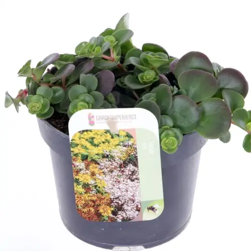 Sedum dunkel grün Makinoi T13 H020